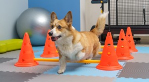 Hunde Physiotherapie im Hundezentrum DOGGES Putzbrunn Ottobrunn Neubiberg, Haar Hohenbrunn