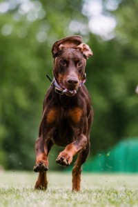 Einzeltraining Hundetraining